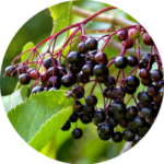 vivix shaklee - european elderberry