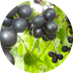 shaklee vivix - muscadine grape